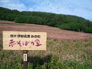 akasoba3.jpg